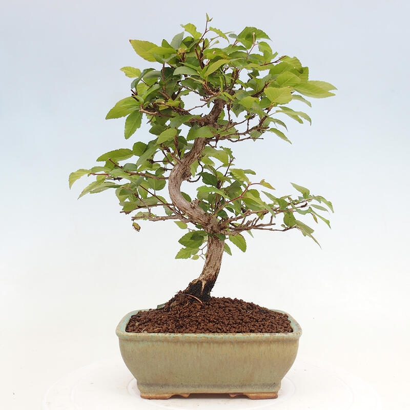 Bonsai voor buiten -Carpinus CARPINOIDES - Koreaanse haagbeuk