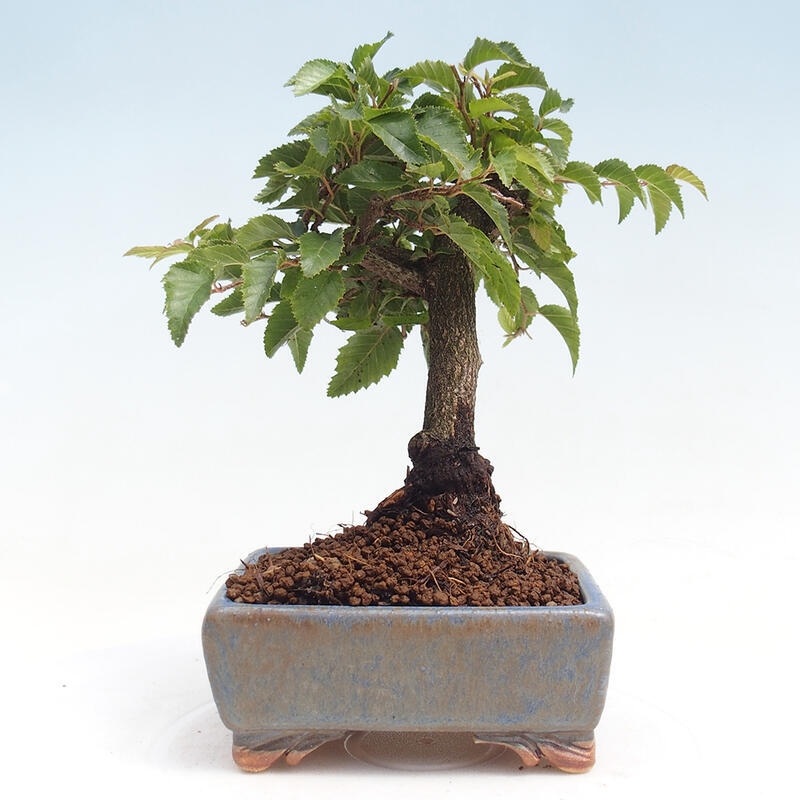 Bonsai voor buiten -Carpinus CARPINOIDES - Koreaanse haagbeuk