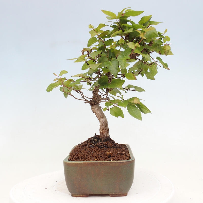 Bonsai voor buiten -Carpinus CARPINOIDES - Koreaanse haagbeuk