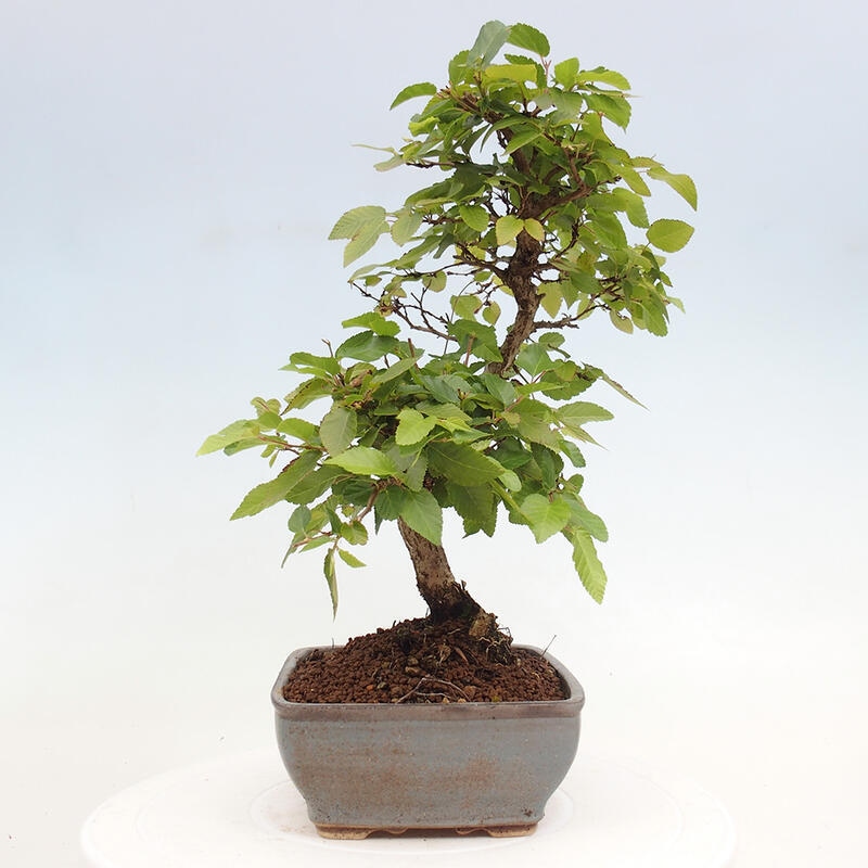 Bonsai voor buiten -Carpinus CARPINOIDES - Koreaanse haagbeuk