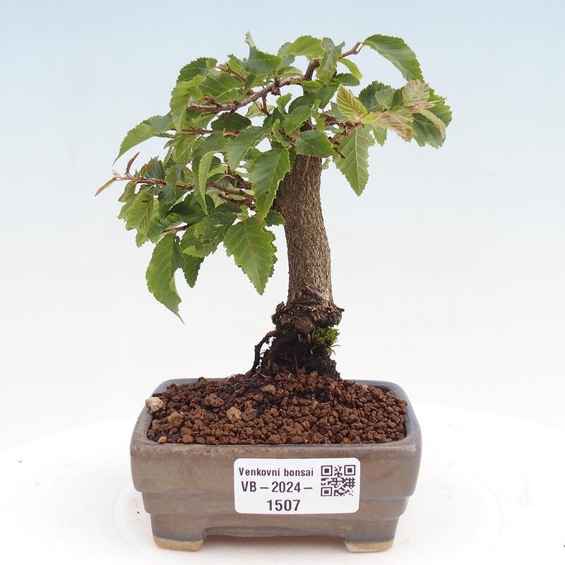 Bonsai voor buiten -Carpinus CARPINOIDES - Koreaanse haagbeuk