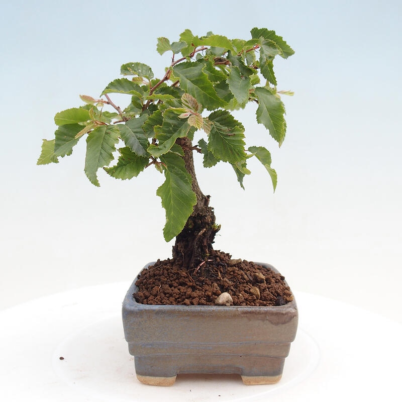 Bonsai voor buiten -Carpinus CARPINOIDES - Koreaanse haagbeuk