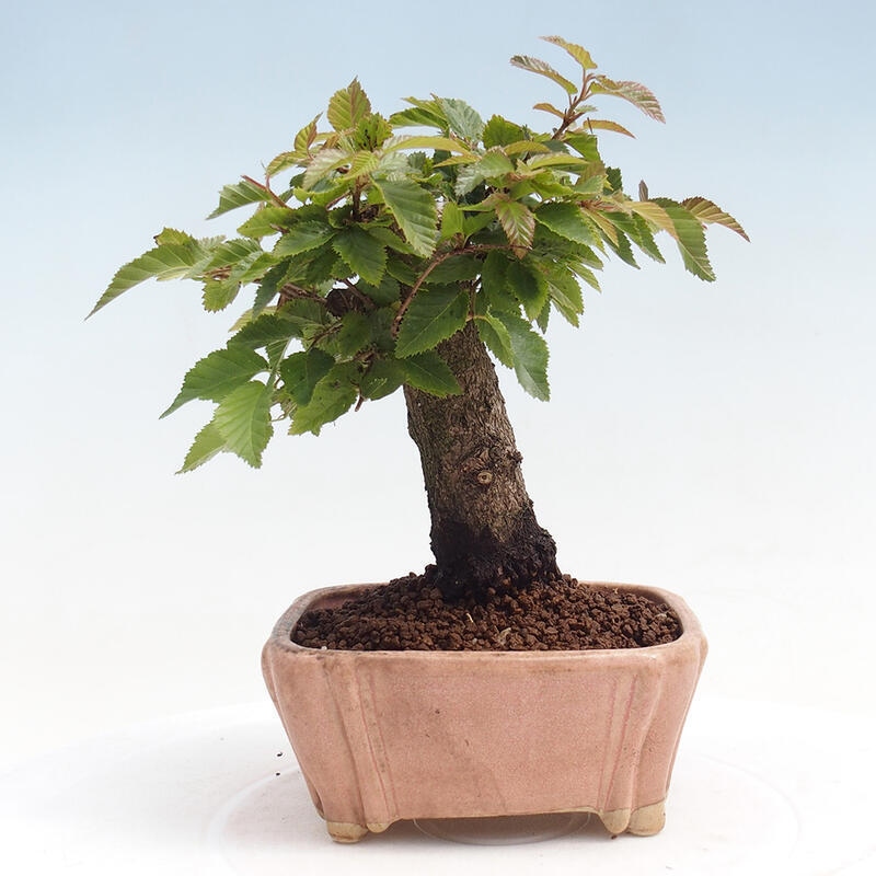 Bonsai voor buiten -Carpinus CARPINOIDES - Koreaanse haagbeuk