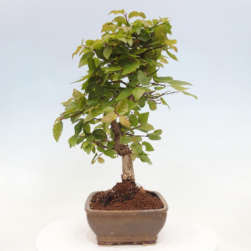 Bonsai voor buiten -Carpinus CARPINOIDES - Koreaanse haagbeuk