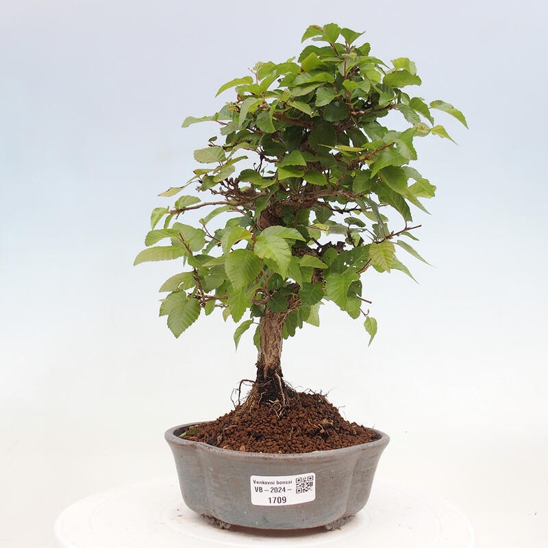 Bonsai voor buiten -Carpinus CARPINOIDES - Koreaanse haagbeuk
