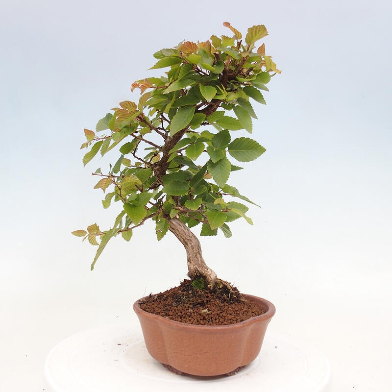 Bonsai voor buiten -Carpinus CARPINOIDES - Koreaanse haagbeuk