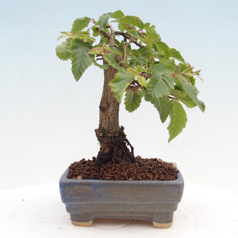 Bonsai voor buiten -Carpinus CARPINOIDES - Koreaanse haagbeuk