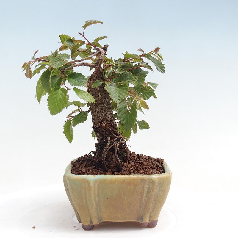 Bonsai voor buiten -Carpinus CARPINOIDES - Koreaanse haagbeuk