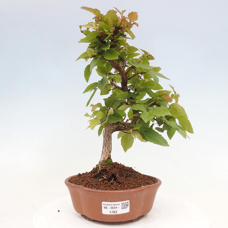 Bonsai voor buiten -Carpinus CARPINOIDES - Koreaanse haagbeuk