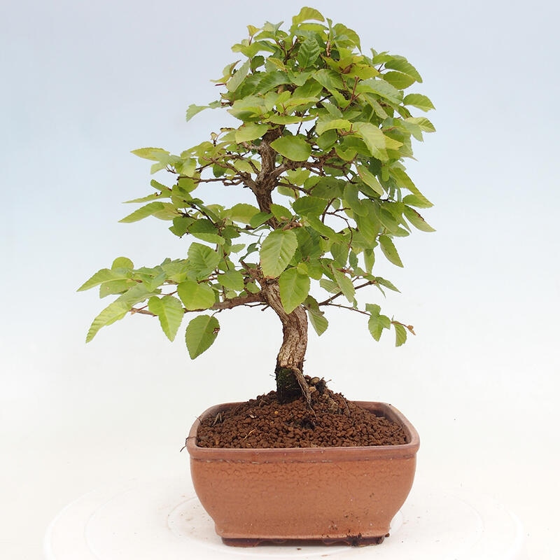 Bonsai voor buiten -Carpinus CARPINOIDES - Koreaanse haagbeuk