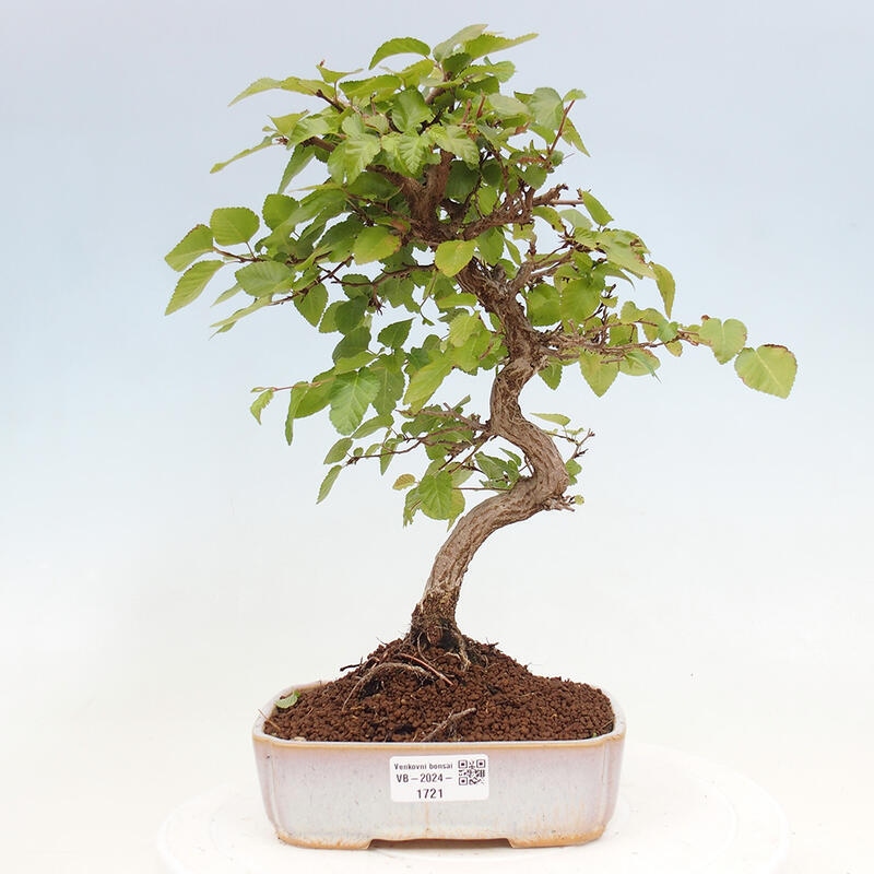 Bonsai voor buiten -Carpinus CARPINOIDES - Koreaanse haagbeuk