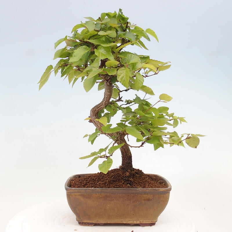 Bonsai voor buiten -Carpinus CARPINOIDES - Koreaanse haagbeuk