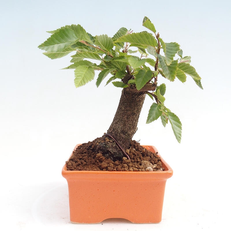 Bonsai voor buiten -Carpinus CARPINOIDES - Koreaanse haagbeuk