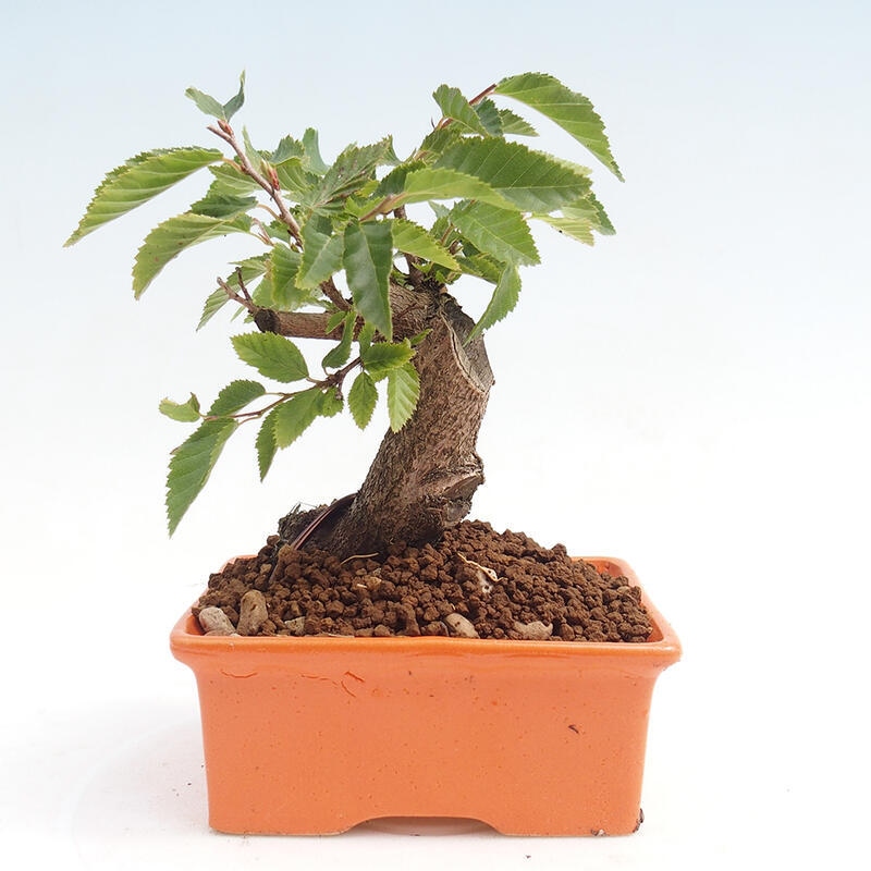Bonsai voor buiten -Carpinus CARPINOIDES - Koreaanse haagbeuk