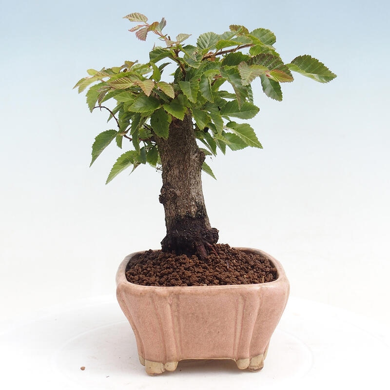 Bonsai voor buiten -Carpinus CARPINOIDES - Koreaanse haagbeuk