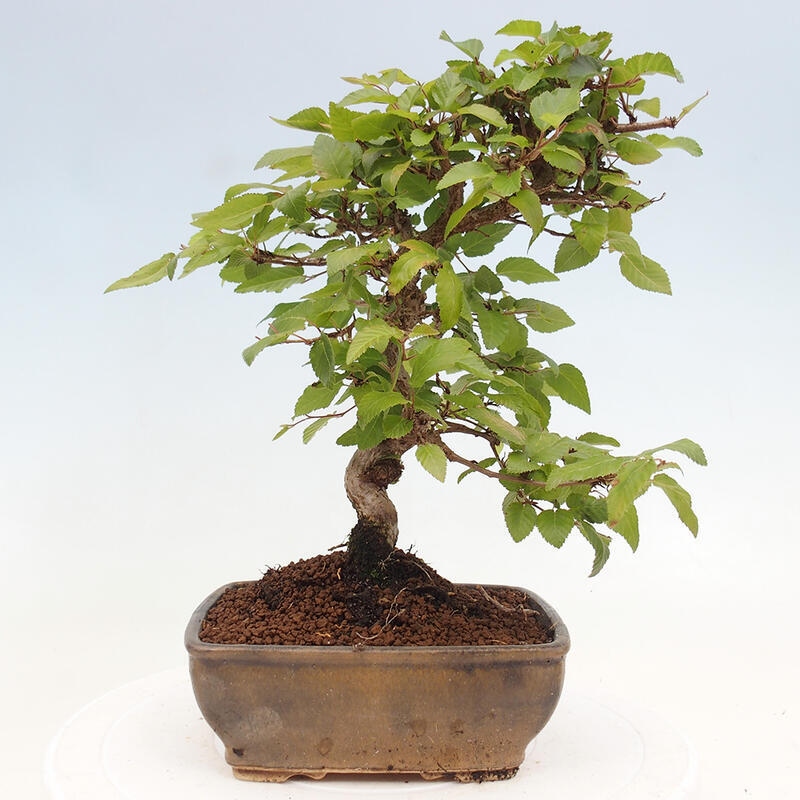 Bonsai voor buiten -Carpinus CARPINOIDES - Koreaanse haagbeuk