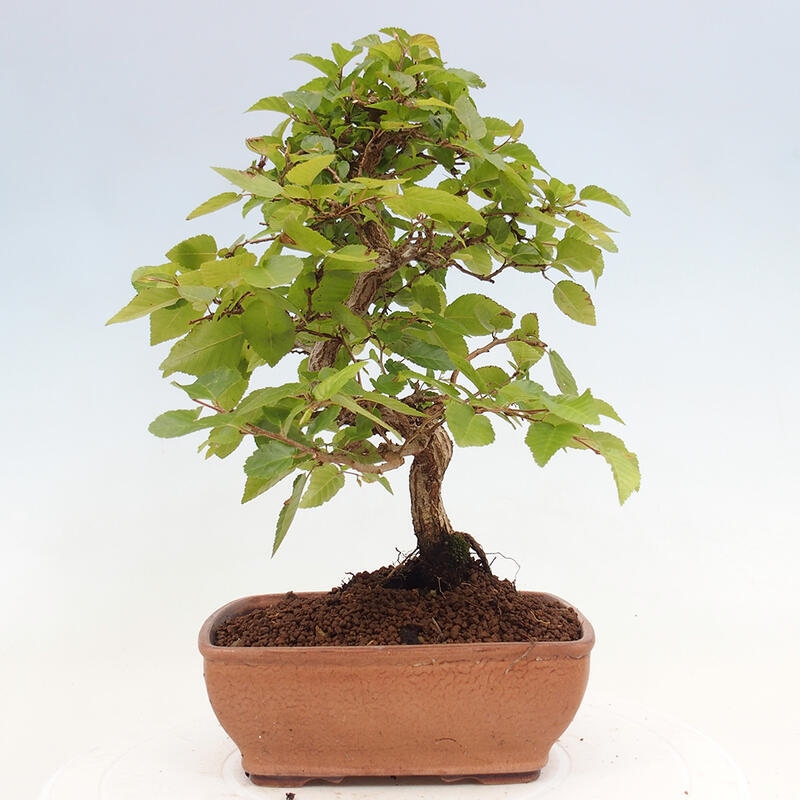 Bonsai voor buiten -Carpinus CARPINOIDES - Koreaanse haagbeuk