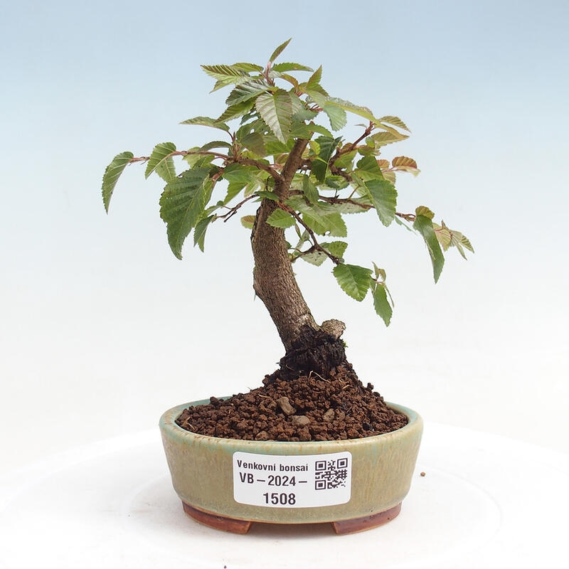 Bonsai voor buiten -Carpinus CARPINOIDES - Koreaanse haagbeuk