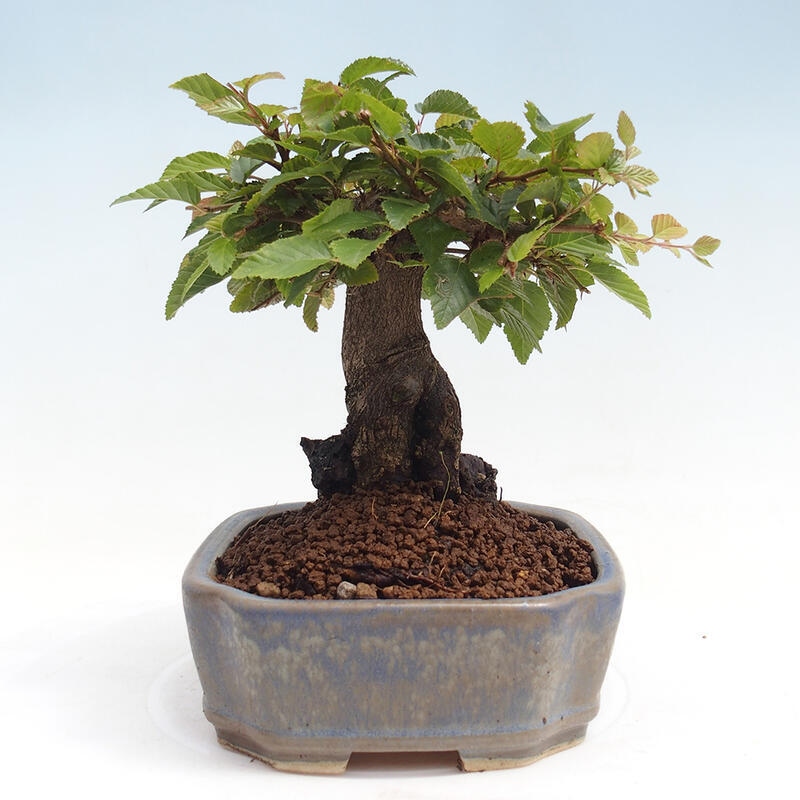 Bonsai voor buiten -Carpinus CARPINOIDES - Koreaanse haagbeuk
