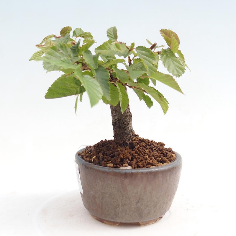 Bonsai voor buiten -Carpinus CARPINOIDES - Koreaanse haagbeuk