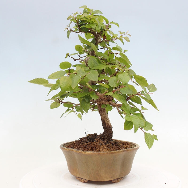 Bonsai voor buiten -Carpinus CARPINOIDES - Koreaanse haagbeuk