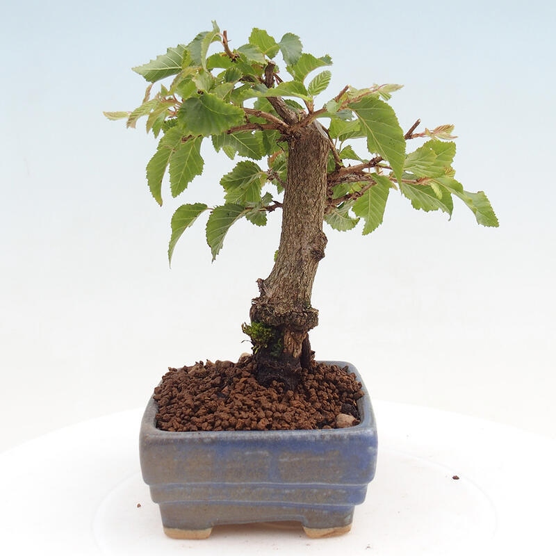 Bonsai voor buiten -Carpinus CARPINOIDES - Koreaanse haagbeuk