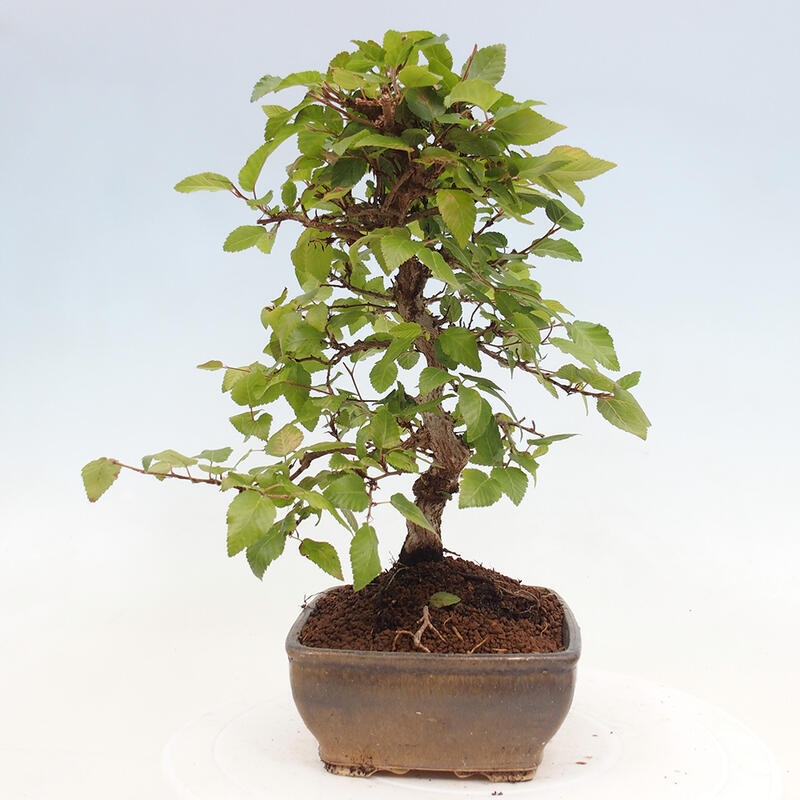 Bonsai voor buiten -Carpinus CARPINOIDES - Koreaanse haagbeuk