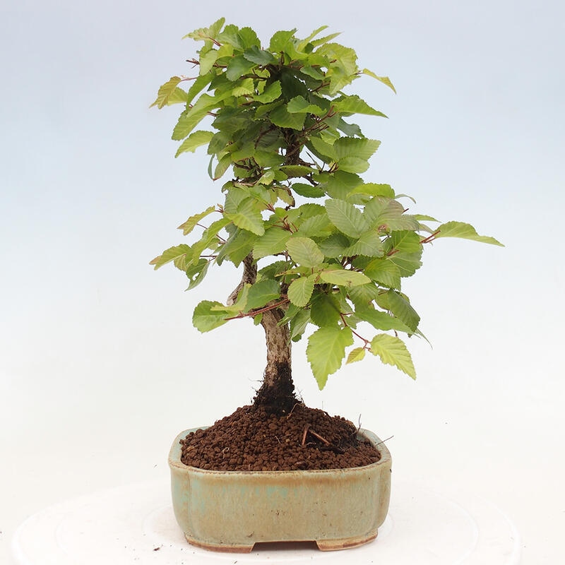 Bonsai voor buiten -Carpinus CARPINOIDES - Koreaanse haagbeuk