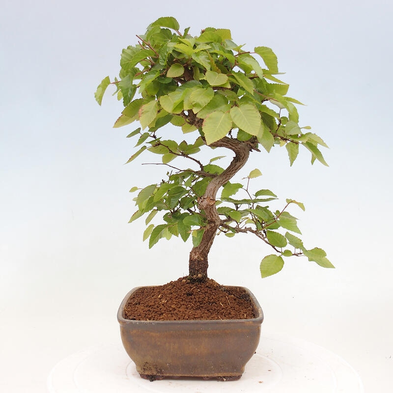 Bonsai voor buiten -Carpinus CARPINOIDES - Koreaanse haagbeuk
