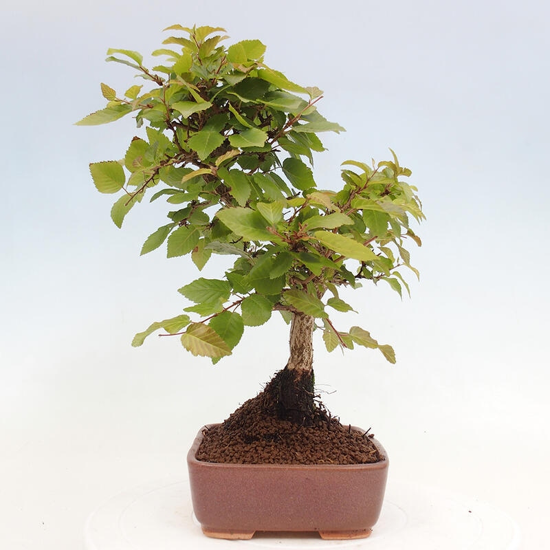 Bonsai voor buiten -Carpinus CARPINOIDES - Koreaanse haagbeuk