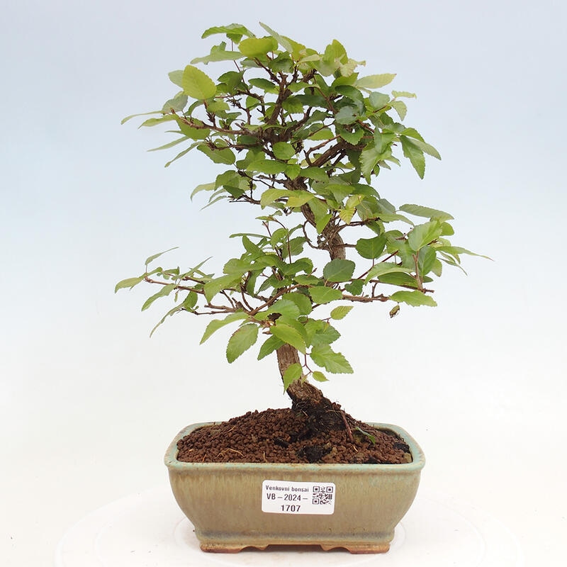 Bonsai voor buiten -Carpinus CARPINOIDES - Koreaanse haagbeuk