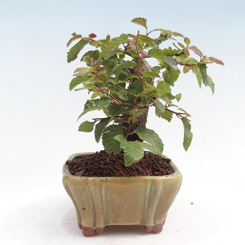 Bonsai voor buiten -Carpinus CARPINOIDES - Koreaanse haagbeuk