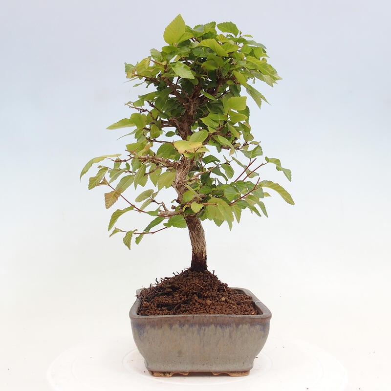Bonsai voor buiten -Carpinus CARPINOIDES - Koreaanse haagbeuk