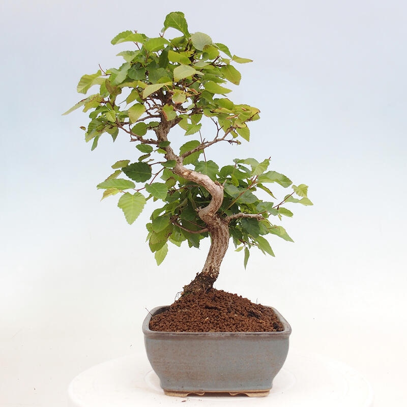Bonsai voor buiten -Carpinus CARPINOIDES - Koreaanse haagbeuk