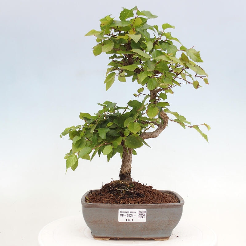 Bonsai voor buiten -Carpinus CARPINOIDES - Koreaanse haagbeuk