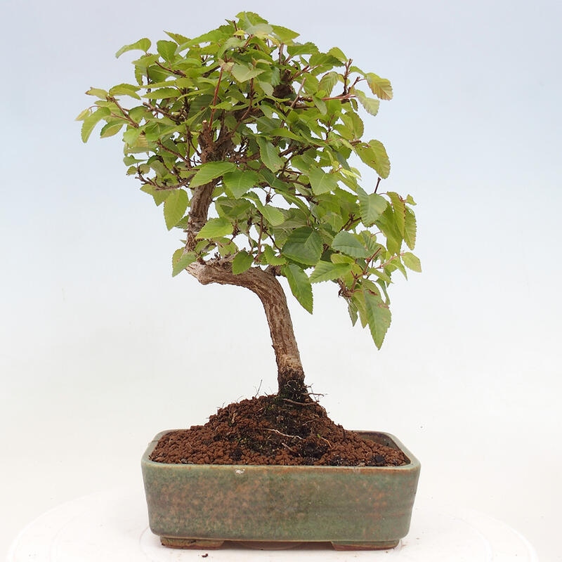 Bonsai voor buiten -Carpinus CARPINOIDES - Koreaanse haagbeuk