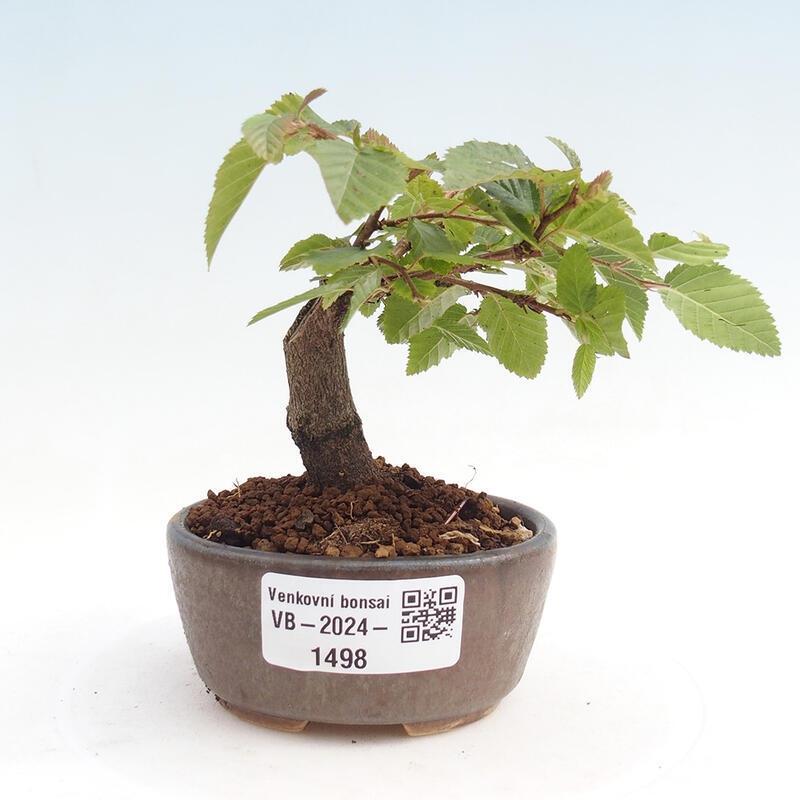 Bonsai voor buiten -Carpinus CARPINOIDES - Koreaanse haagbeuk