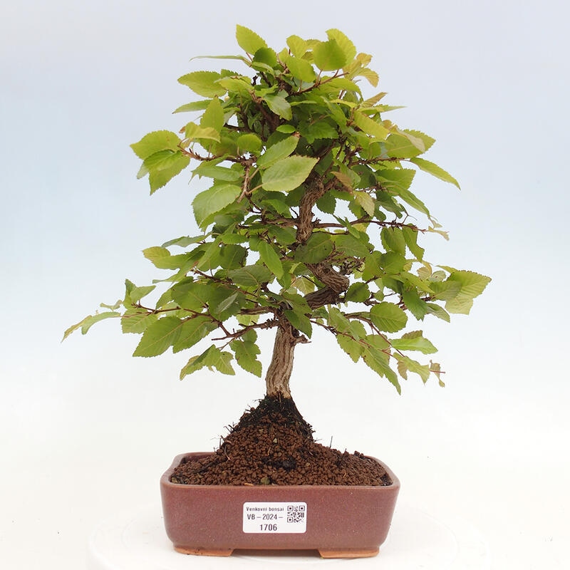 Bonsai voor buiten -Carpinus CARPINOIDES - Koreaanse haagbeuk