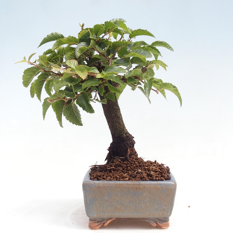 Bonsai voor buiten -Carpinus CARPINOIDES - Koreaanse haagbeuk
