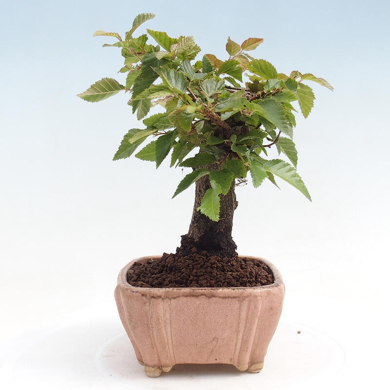 Bonsai voor buiten -Carpinus CARPINOIDES - Koreaanse haagbeuk