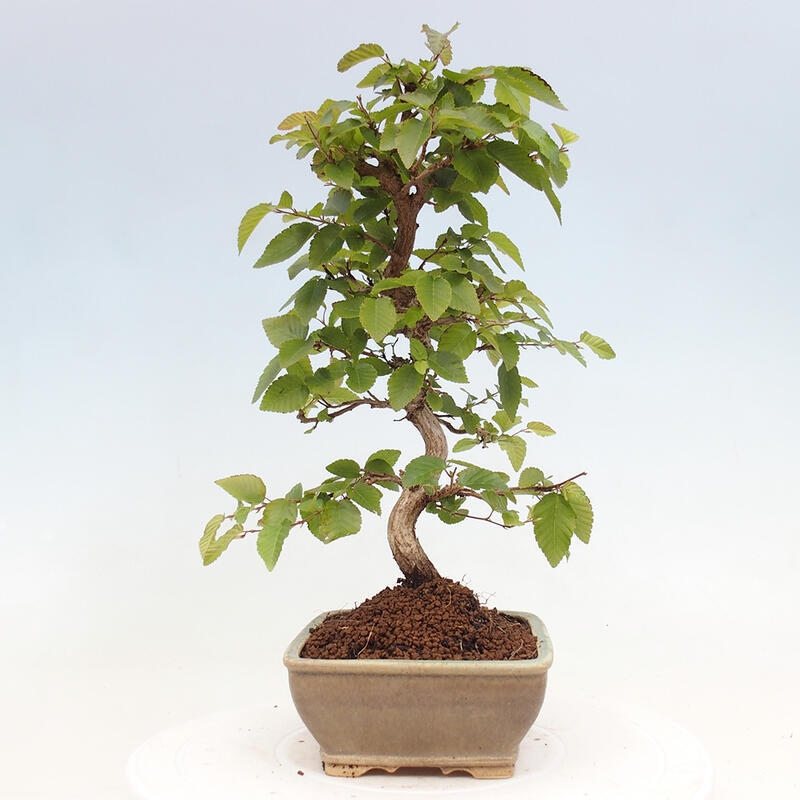 Bonsai voor buiten -Carpinus CARPINOIDES - Koreaanse haagbeuk