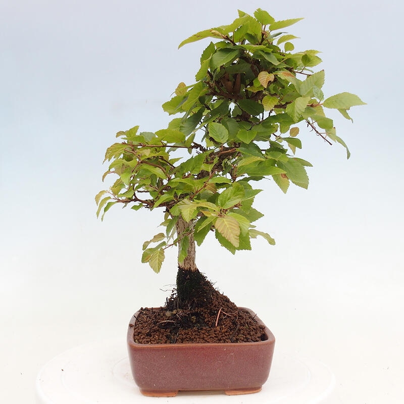 Bonsai voor buiten -Carpinus CARPINOIDES - Koreaanse haagbeuk