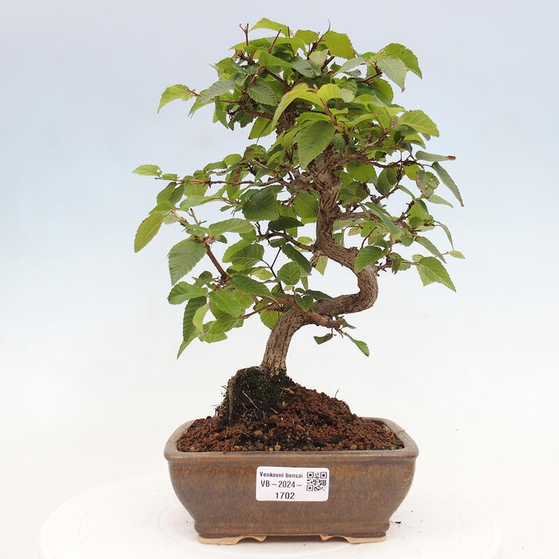Bonsai voor buiten -Carpinus CARPINOIDES - Koreaanse haagbeuk