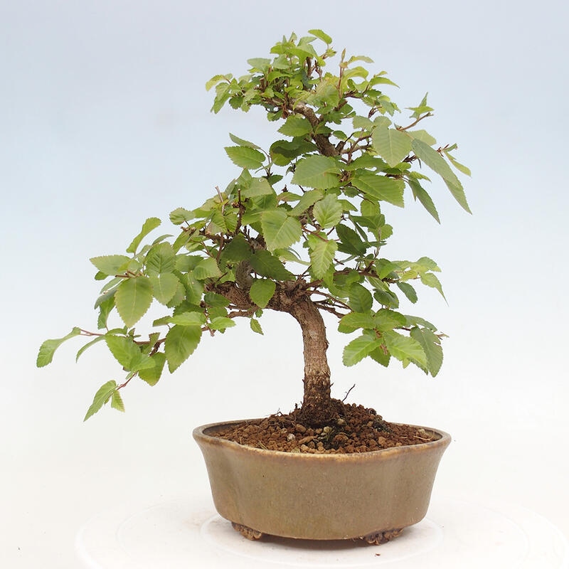 Bonsai voor buiten -Carpinus CARPINOIDES - Koreaanse haagbeuk