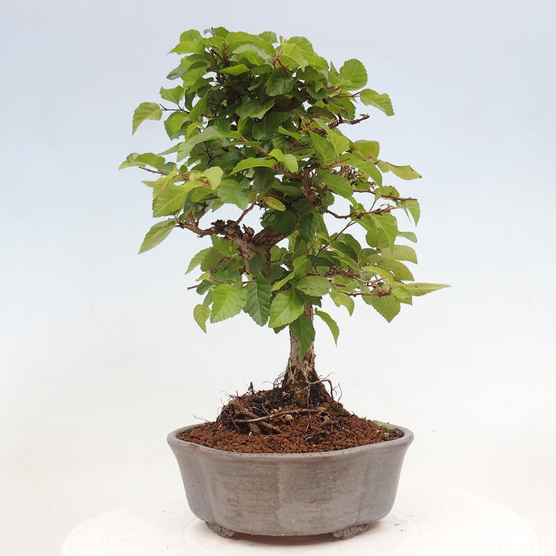 Bonsai voor buiten -Carpinus CARPINOIDES - Koreaanse haagbeuk