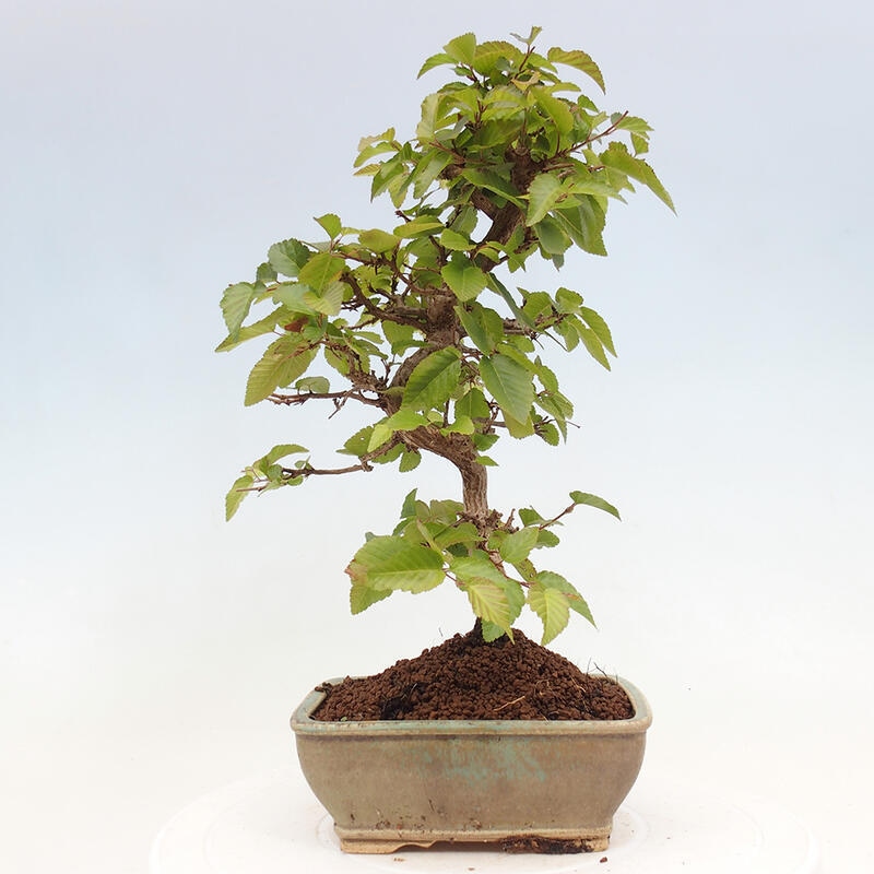 Bonsai voor buiten -Carpinus CARPINOIDES - Koreaanse haagbeuk