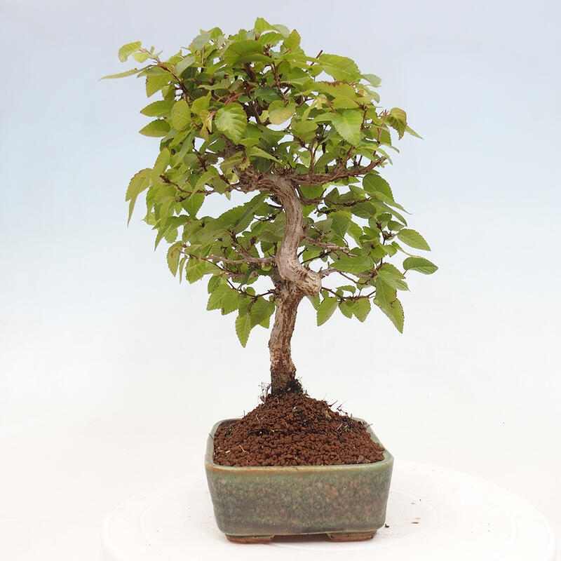 Bonsai voor buiten -Carpinus CARPINOIDES - Koreaanse haagbeuk