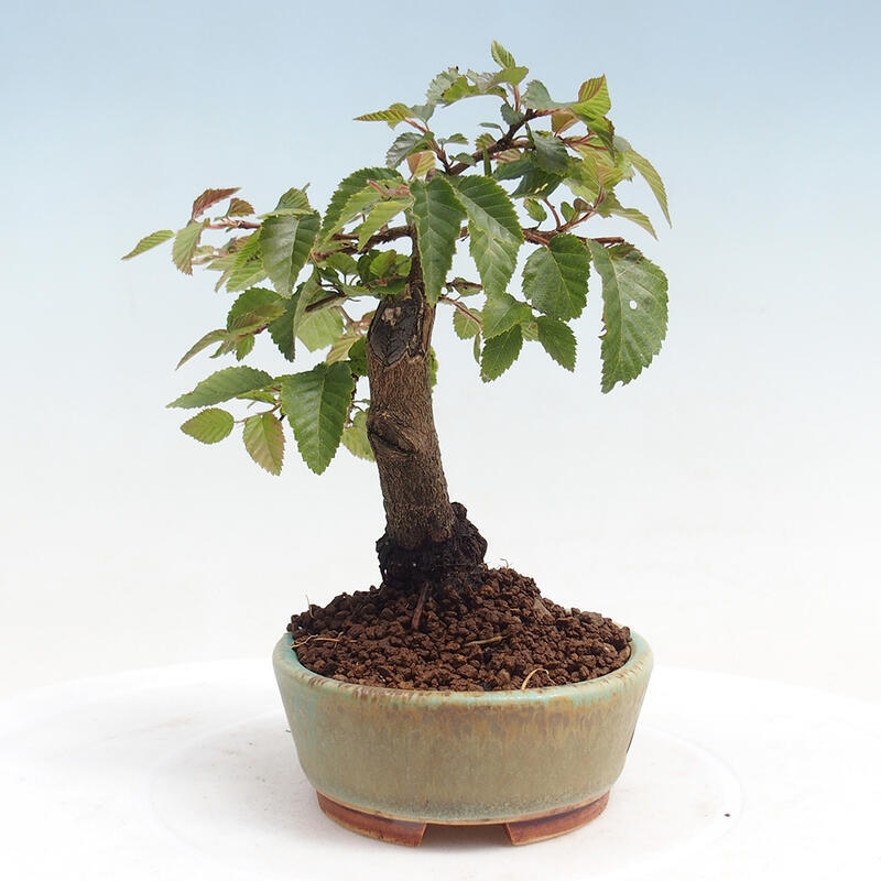Bonsai voor buiten -Carpinus CARPINOIDES - Koreaanse haagbeuk