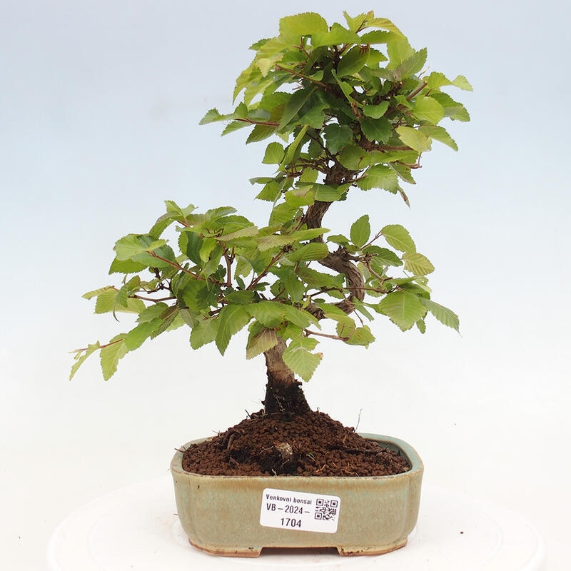 Bonsai voor buiten -Carpinus CARPINOIDES - Koreaanse haagbeuk