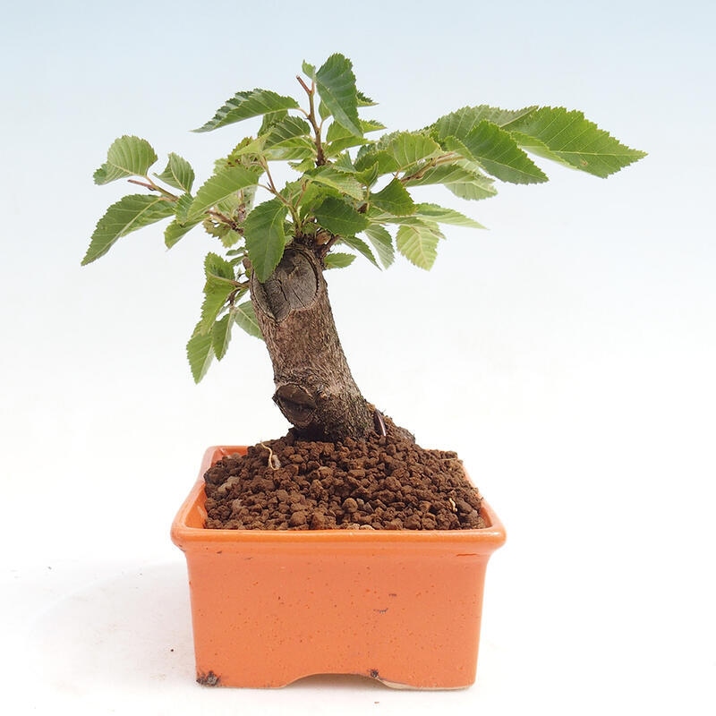 Bonsai voor buiten -Carpinus CARPINOIDES - Koreaanse haagbeuk